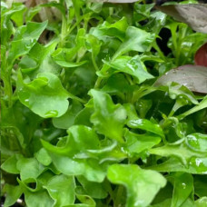 Alternanthera bettzickiana Green IP 20 