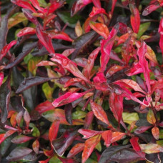 Alternanthera bettzickiana Red IP 21