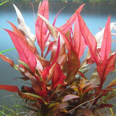 Alternanthera reineckii red AP 11