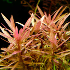 Ammania gracilis AP 12 