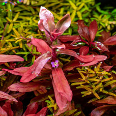 Ammania senegalensis AP 13