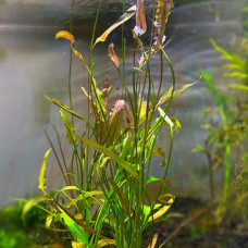 Aponogeton Natans IP 26