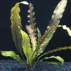 Aponogeton Rigidifolius IP 27