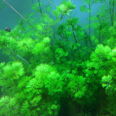 Cabomba Aquatica AP 10