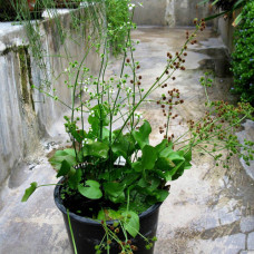 Echinodorus Berteroi IP 18