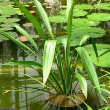 Echinodorus Decumbens IP 16