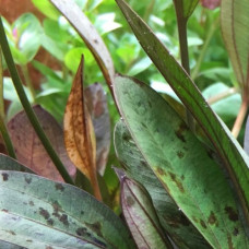 Echinodorus Deep Purple IP 14