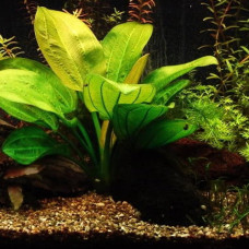 Echinodorus Harbich IP 13 