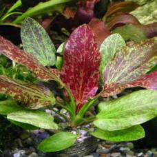 Echinodorus Red Flame IP 12