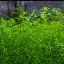 Hemianthus micranthemoides (Pearl weed) IP 23