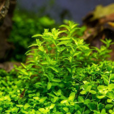 Hemianthus micranthemoides – Small AP 15