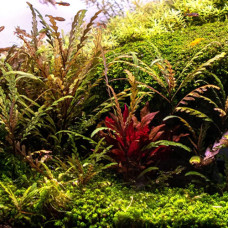 Hygrophila Pinnatifida (rhizome but demanding) AP 1