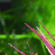 Limnophila Aromatica Red IP 10