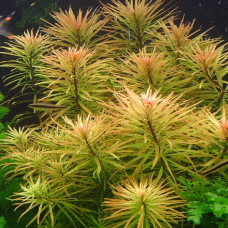 Ludwigia Inclinata (duplicate) AP 8 