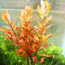 Ludwigia Inclinata AP 7
