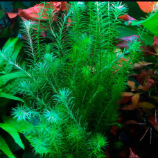 Mayaca Fluviatilis IP 25