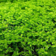 Monte Carlo (requires CO₂ for best performance) IP 22