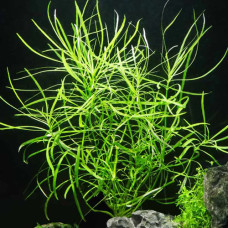 Pogostemon Octopus IP 24