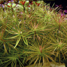 Pogostemon Stellatus AP 14