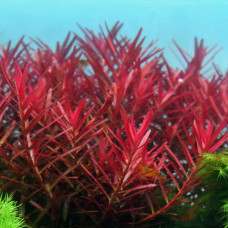 Rotala Blood Red AP 6