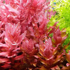 Rotala Macrandra Big Leaf AP 4