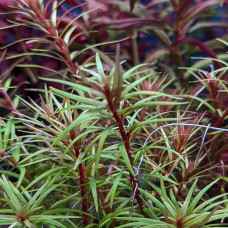 Rotala Mexicana AP 5