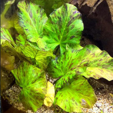 Tiger Lotus Green IP 28