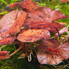 Tiger Lotus Red IP 29