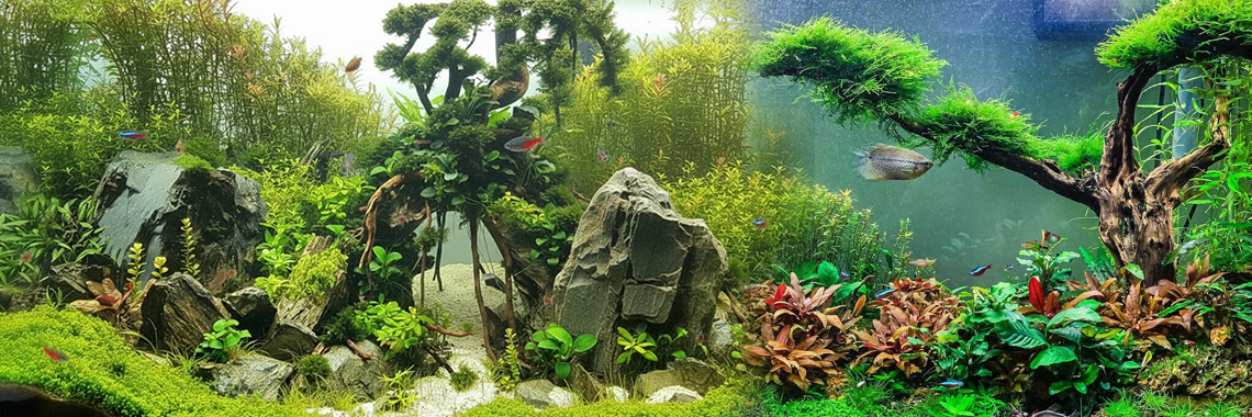Aquarium plants online Sri Lanka