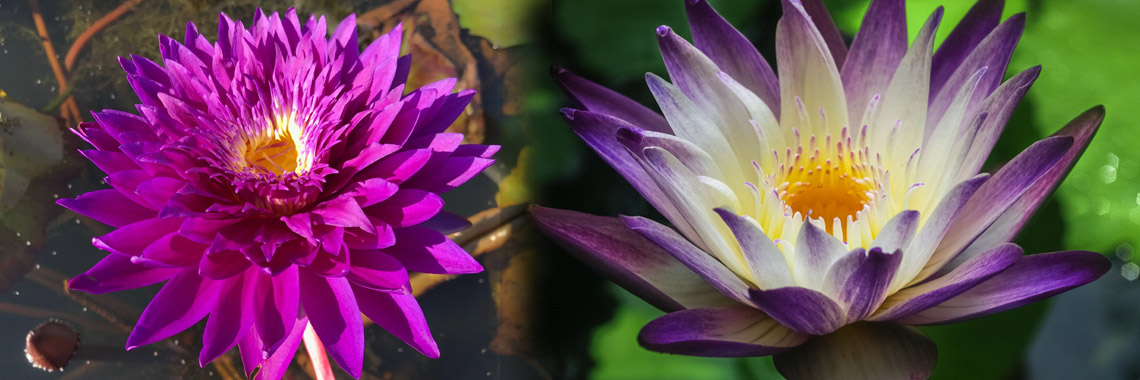 Floating aquarium plants