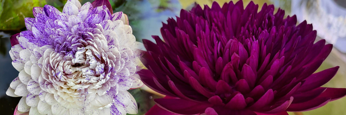 Aquarium plants Sri Lanka