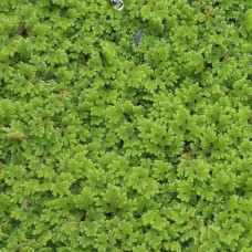Azolla filiculoides (Water Fern) 20