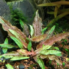 Cryptocoryne Green Gecko BP 16