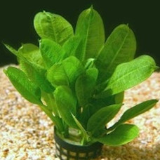 Echinodorus Tropica BP 27