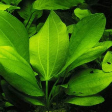 Echinodorus Marble Queen BP 28