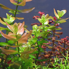 Bacopa Caroliniana BP 34
