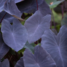Colocasia esculenta ‘Black Runner’