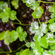 Hydrocotyle Tripartita (easy–moderate) BP 36