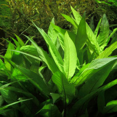 Hygrophila Corymbosa BP1