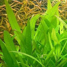 Hygrophila Guianensis IP 2