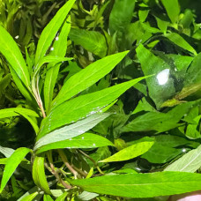 Hygrophila Salicifolia IP 1