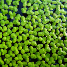 Lemna minor (Common Duckweed)