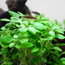 Lobelia Cardinalis BP 35