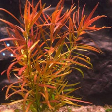 Ludwigia Brevipes IP 5 Ludwigia Brevipes IP 5