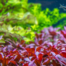 Ludwigia Glandulosa (some call advanced but manageable) IP 4 