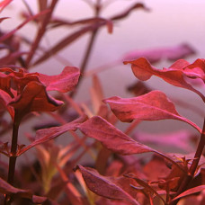 Ludwigia Palustris ‘Super Red’ IP 3 Ludwigia Palustris ‘Super Red’ IP 3