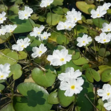 Nymphoides indica / Kumudu