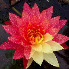 Peach Orange Wanvisa m12