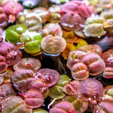 Red Root Floater BP 32