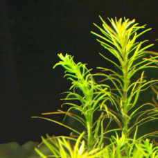 Rotala Nanjenshan IP 8